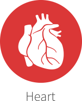 Heart